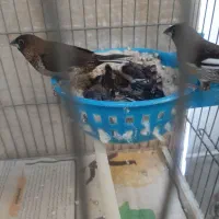 جفت فنچ بنگالی