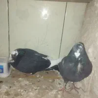 پلنگ سیاه .،نهبندان .