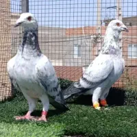 کبوتر عالی|پرنده|ملک‌آباد, |دیوار