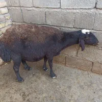 میش چاق کشتاری