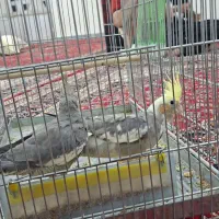 فروش یک جفت عروس هلندی جوان و سرحال|پرنده|خزل, |دیوار