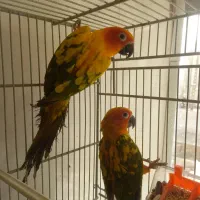 طوطی خورشیدی سان جفت