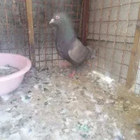 کفتر ماده دم سفید بی عیب