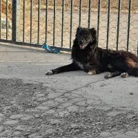 سگ نر قدرجونی نگهبانی