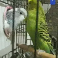 مرغ عشق سالم و سرحال|پرنده|اهواز, کوی مندلی(سه راه خرمشهر)|دیوار
