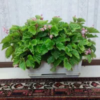 گل بگونیای عروس|گل و گیاه طبیعی|کندوان, |دیوار