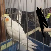 گمشده|حیوانات|دزفول, |دیوار