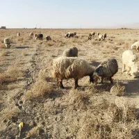 دوراس میش داشتی و یک راس قوچ|حیوانات مزرعه|اقلید, |دیوار