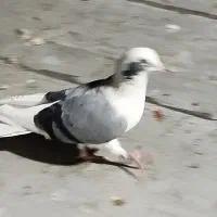 کفتر رنگی|پرنده|لار, |دیوار