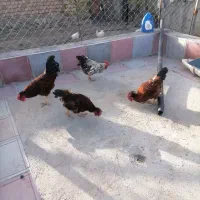 تعداد چهار عدد خروس سالم