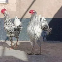 واگذاری دو عدد خروس گلین