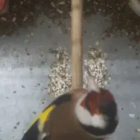 سهره نر درشت معاوضه با قناری رد یا انگشتر نقره