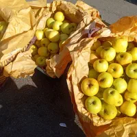 سیب درختی زرد و قرمز