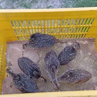 جوجه بوقلمون نژاد برنز ۳۵ روزه