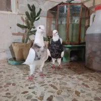 کبوتر طوقی