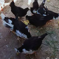 فروش نیمچه  مرغ وخروس