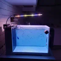 ماهی فلاور کامفا مولتی کالر|ماهی|کرج, فاز ۳ گوهردشت|دیوار