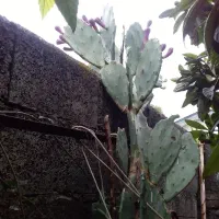 کاکتوس میوه دار (گلابی تیغدار بنفش رنگ) یا گل کتره