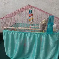 قفس عروس هلندی معاوضه با قفس بزرگ