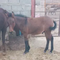 مادیون با قاطر نر