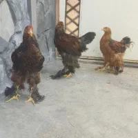 طلابخر|جواهرات|دورود, |دیوار