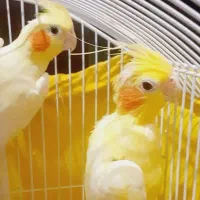 یک جفت عروس هلندی نر وماده اماده جفتگیری