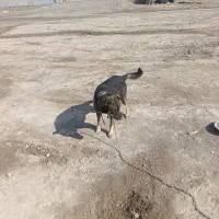 سگ نگهبان|سگ|رباط‌کریم, رباط‌کریم|دیوار