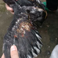 خروس لاری اصیل افغان|حیوانات مزرعه|لنگرود, |دیوار