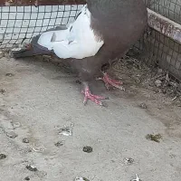 ماده دمبی ویه جفت شازده سرور وهما|پرنده|فلاورجان, |دیوار