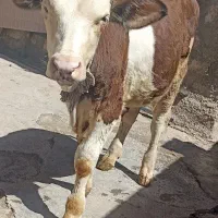 گوساله نر