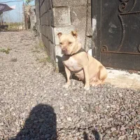 واگذاری یک عدد امیرکن بولی ماده،یکسالونیمه