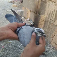 کبوتر المانی