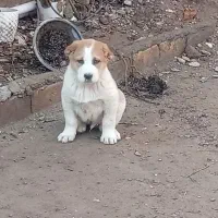 کوچوک دوماه نیم