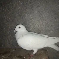 کبوتر|پرنده|برازجان, |دیوار