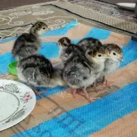 جوجه بوقلمون