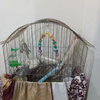عر وس هلندی