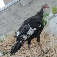 جوجه بوقلمون برنز 3ماهه