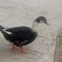 اردک|پرنده|تهران, خانی آباد نو جنوبی|دیوار