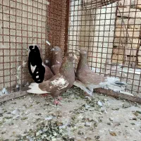 دو رگ پلاکی پرشی و ماده سینه|پرنده|مرودشت, گندم‎|دیوار