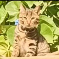 گربه خانگی ،واکسن خورده