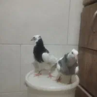 جوجه طوقی الماسی و سیاه