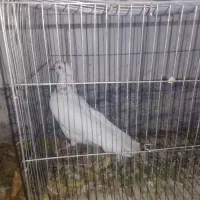 نر سر برنجی