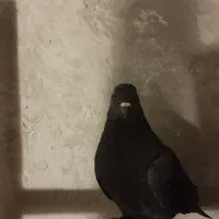 سسلی نر پرشی 900|پرنده|ارومیه, |دیوار