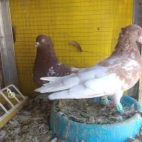 کفتر رنگی بهبهونی وشهری فسا|پرنده|فسا, |دیوار