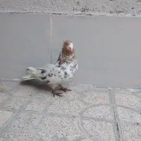 کبوتر عتیغه