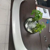 بال عقب سمند