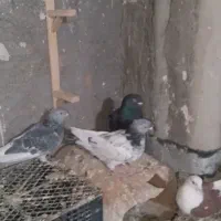 کفتر|پرنده|بوژگان, |دیوار