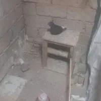 کبوتر|پرنده|تکاب, |دیوار