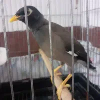 مرغ مینا سخنگو کلام بالا