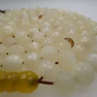 تسبیح  عقیق  ۱۰۱ عددی به رنگ سفید شیری کد۲۸۲|بدلیجات|رشت, گلسار|دیوار